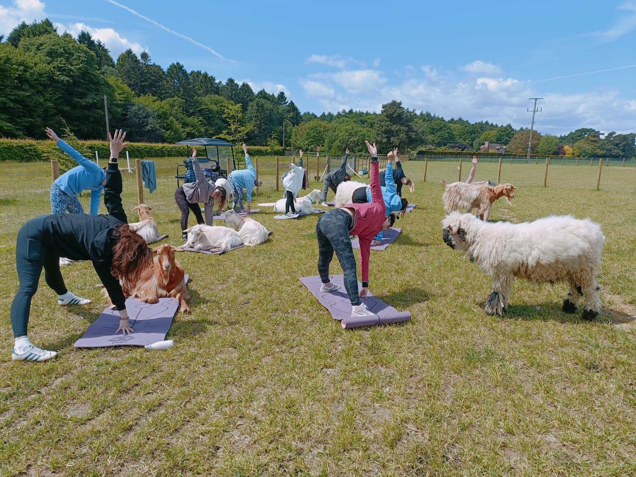 Canterbury: Yoga mit Ziegen und Schafen