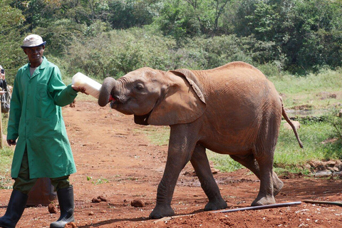 Nairobi: Elephant Orphanage, Giraffe Centre and Karen BlixenElephant Orphanage, Giraffe Centre and Karen Blixen