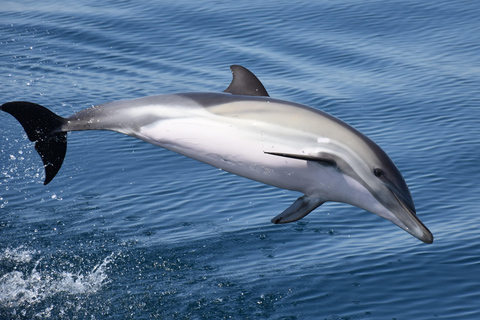 New: Into the Wild - 3H w/Marine Biologists - dolphins &more