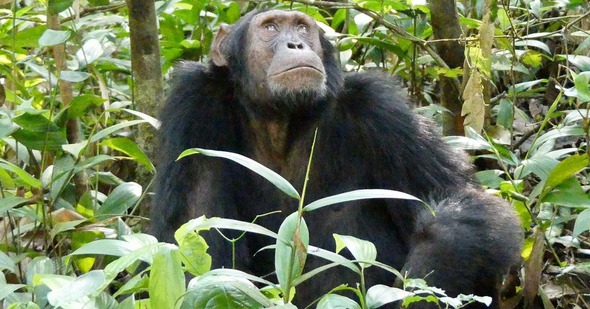 3 días de seguimiento de chimpancés con recogida y traslado ...