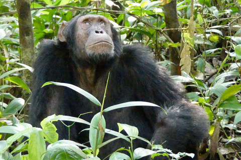 Kibale: 3-dagars lyxig chimpansspårning med anpassade upphämtningar