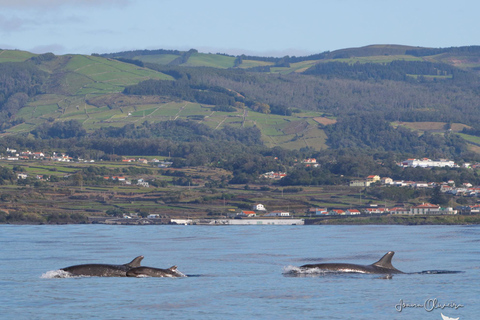 Terceira Island : Whale and Dolphin Watching boat excursion Whale and Dolphin Watching Tour in Terceira Island