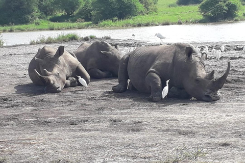 Nairobi National Park Game Drive Safari With Pick-Up