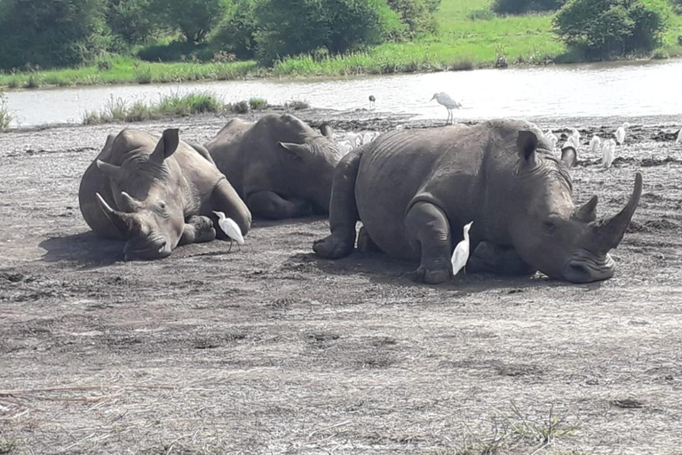 Nairobi National Park Game Drive Safari With Pick-Up