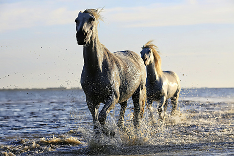 Montego Bay: 1-Hour Special Scenic Coastal Horseback Ride