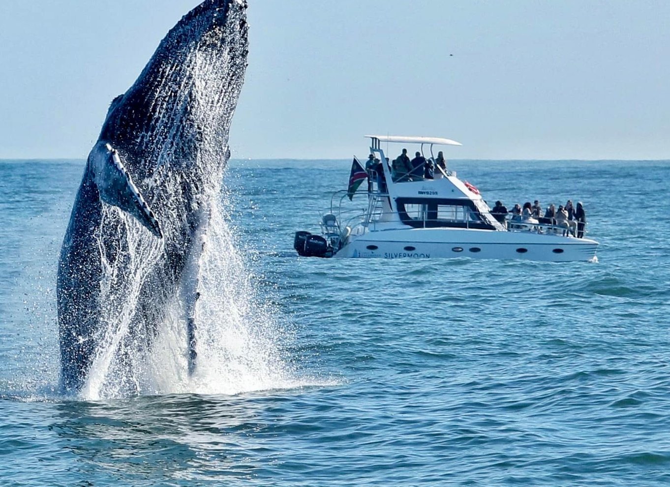 Walvis Bay: Marine Big 5 luksus katamaran tur