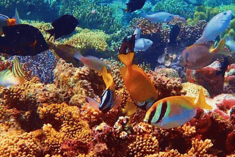 Coron: Private Boat Tour with Local Market Experience