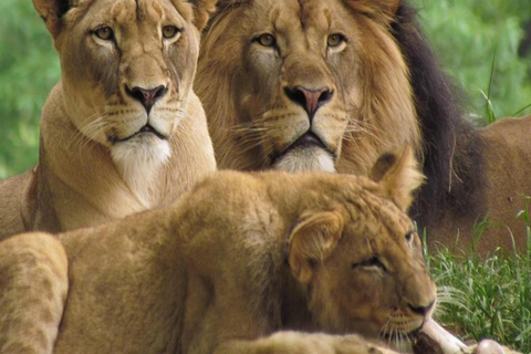 Nairobi : 6 jours de safari de migration des gnous dans le Masai Mara