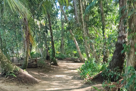 Cahuita: Hiking and wildlife watching tour