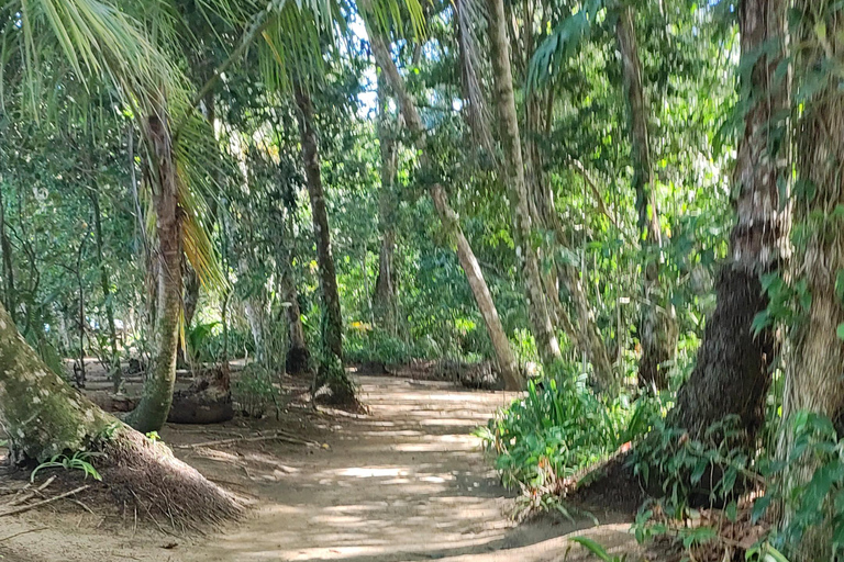 Cahuita: Hiking and wildlife watching tour