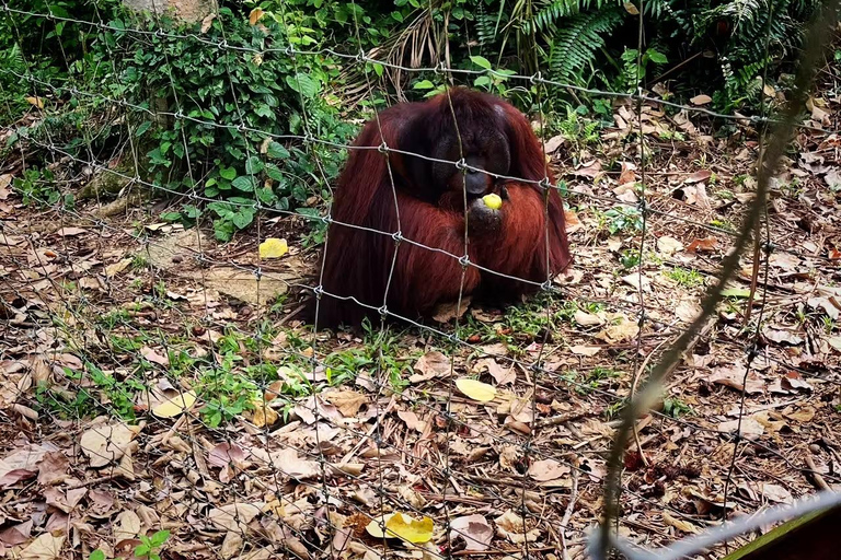 From Penang: Orang Utan Island Tour with Boat Ride