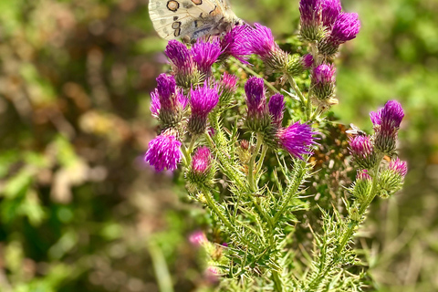 奥赫里德：加利奇卡国家公园"双湖"徒步路线