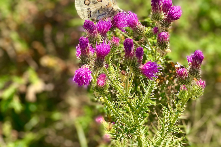 奥赫里德：加利奇卡国家公园"双湖"徒步路线