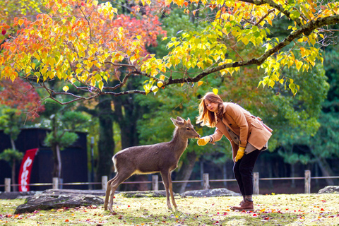 Day tour of Kyoto+Nara, Fushimi Inari Taisha+Arashiyama