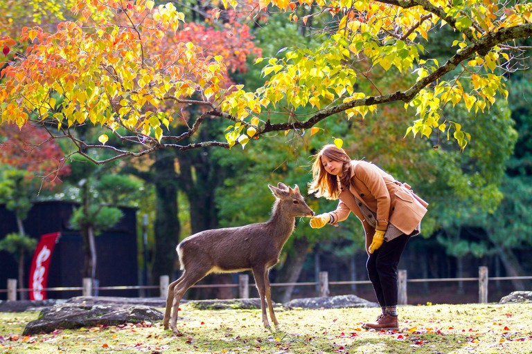 Day tour of Kyoto+Nara, Fushimi Inari Taisha+Arashiyama