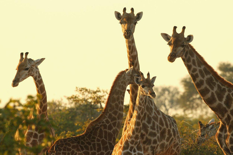 Giraffcenter, Karen Blixen och Bomas of Kenya Guidad tur