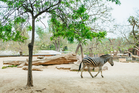 Barcelona: entrada de 1 día al zoo de Barcelona