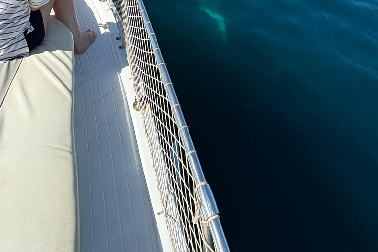 Estepona: Dolphins Searching Sea Cruise with Drink & Snacks Group Cruise