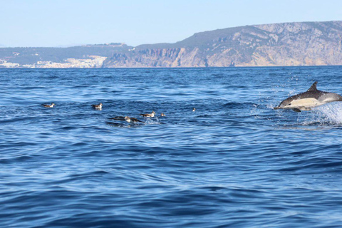 Lisbon: Ocean Safari with Marine Biologists
