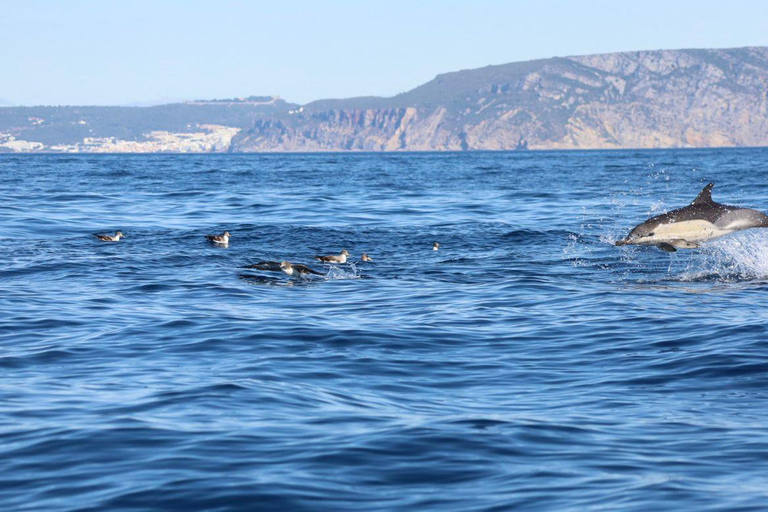 Lisbon: Ocean Safari with Marine Biologists