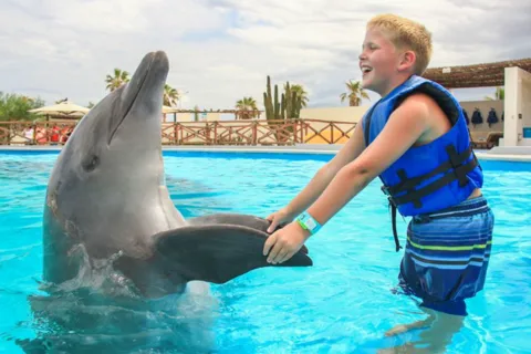 Cabo San Lucas: Dolphin Premium Swim Interactive Adventure