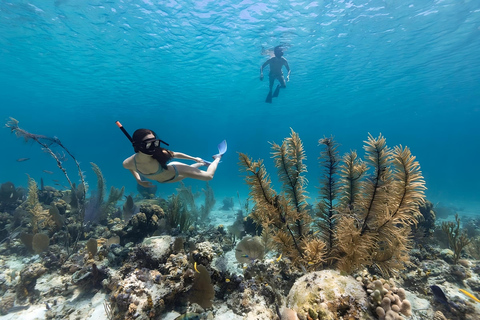 Bali: Snorkling på 2 platser med lunch och transport