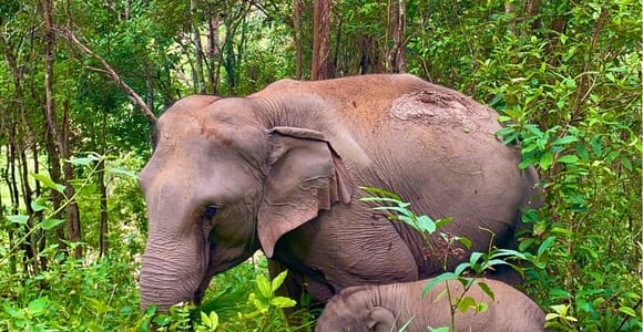 Chiang Mai: Hands-Off Jungle Elephant Tours