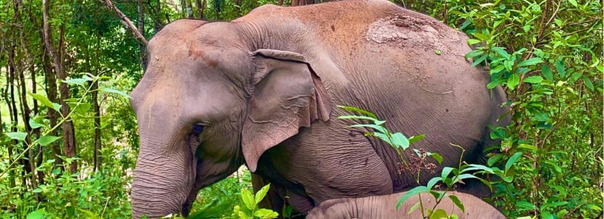Chiang Mai : excursions sans contact avec les éléphants de la jungle