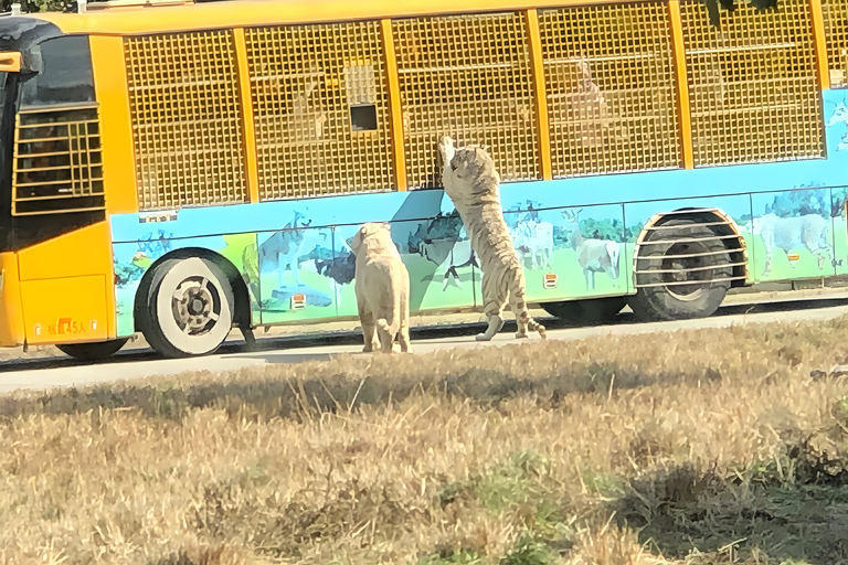 Shanghai Wildlife Park Panda & Predator Feeding Tour