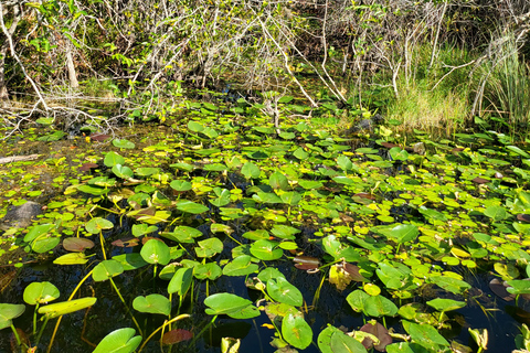 Everglades: Bootstour mit Transport und Eintritt inklusive