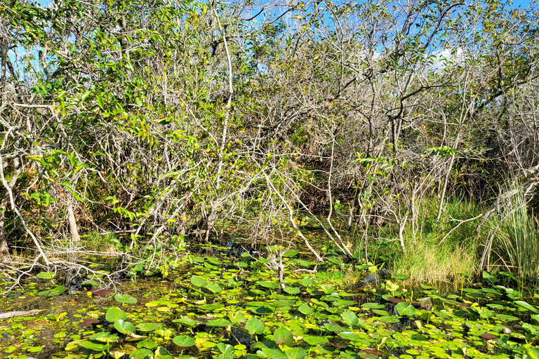 Everglades: Bootstour mit Transport und Eintritt inklusive