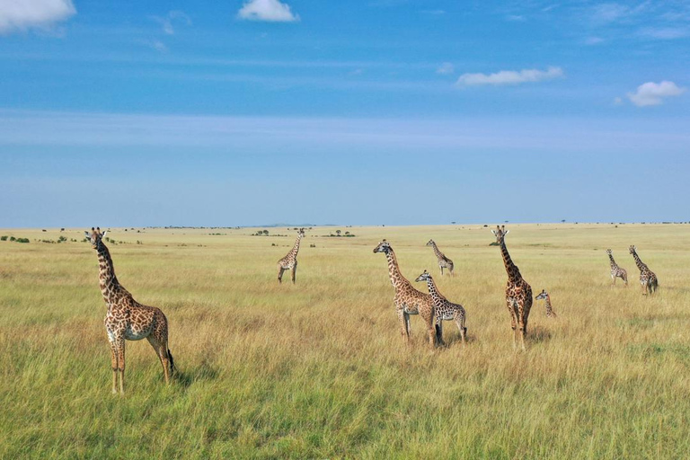 3-Day Maasai Mara Safari