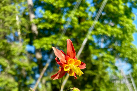 Portland: Forest Park Bike or E-Bike Tour Medium Carbon Gravel Bike (5'7"-5'11" or 170-181cm)