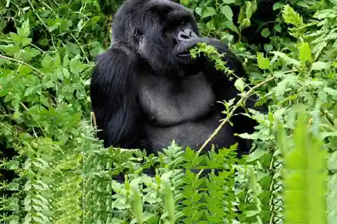 Desde Kigali Ruanda Excursión de un día al rastreo de gorilas