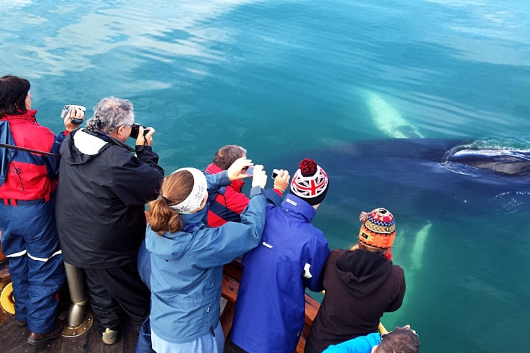 Akureyri: Costa ártica y avistamiento de ballenasCosta ártica y avistamiento de ballenas