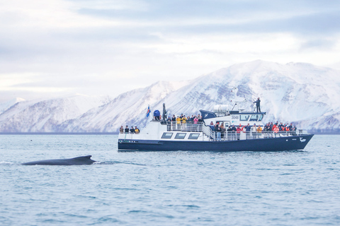 Húsavík: Whale Watching Tour with Heated Indoor Seating