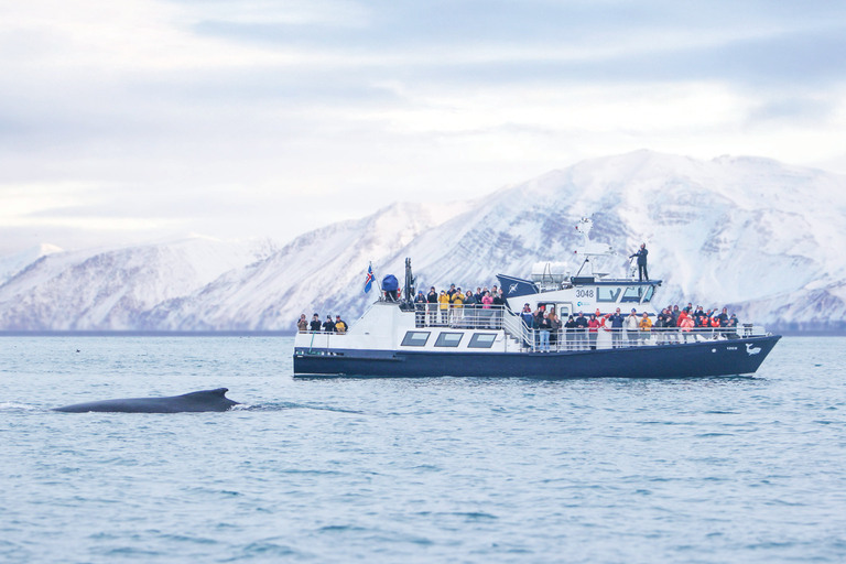 Húsavík: Whale Watching Tour with Heated Indoor Seating