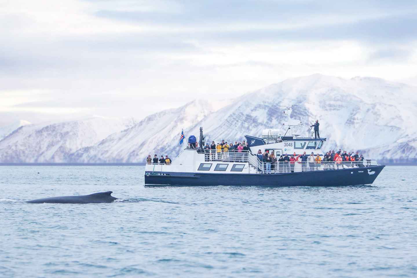 후사비크: 가족이 운영하는 고래 관람 투어