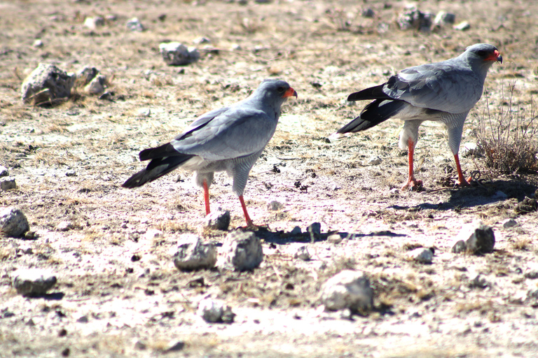 Windhoek: 3-Day Guided Safari in Etosha with Lodge