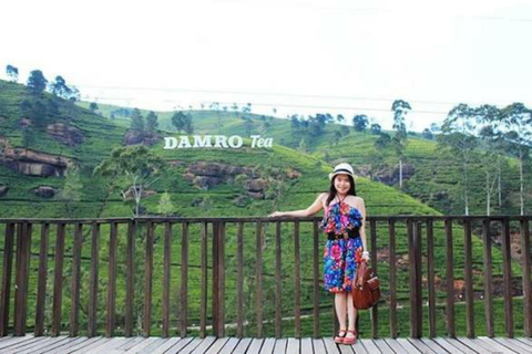 Kandy To Nanuoya Drop Tour & Morning Ella Train Journey Kandy To Nanuoya Drop Tour & Morning Ella Train Journey Car*
