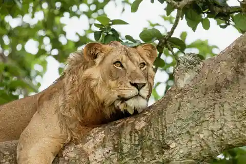3-Day Queen Elizabeth Wildlife Safari