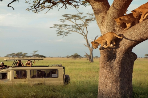 4 Dagen Serengeti Nationaal Park Tanzania Safari