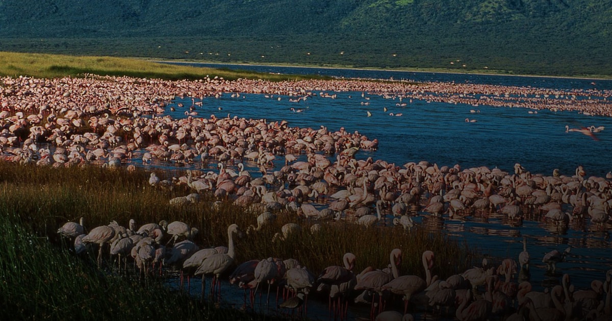 lake nakuru day tour