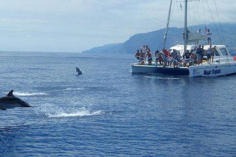 Funchal: Dolphin and Whale Watching by Luxury Catamaran Dolphin and Whale Watching Morning Tour