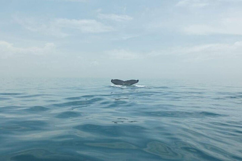 Panama City: Whale Watching Tour with Island Stop
