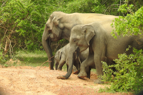From Ella: Yala Safari & Drop-off Mrissa, waligama, Galle, Yala Elephants and Leopard safari Full day