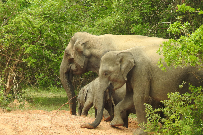 From Ella: Yala Safari & Drop-off Mrissa, waligama, Galle, Yala Elephants and Leopard safari Full day