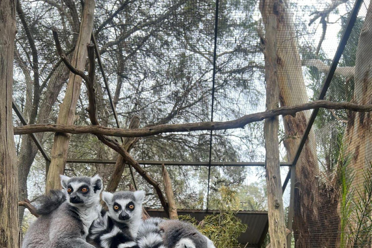 Vanuit Adelaide: Knuffel een Koala en historische Hahndorf Tour