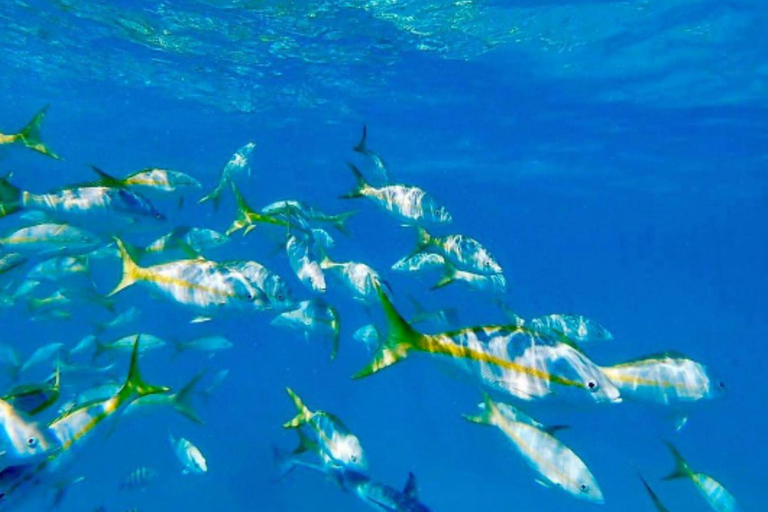 Cartagena: Rosario Oceanarium, Snorkel & Swim with Dolphins Cartagena: Rosario Islands Tour with Oceanarium & Snorkeling