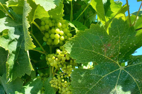 Barcelona: Montserrat &amp; Deine Wahl: Gestalte dein eigenes ErlebnisOption F: Nur Montserrat